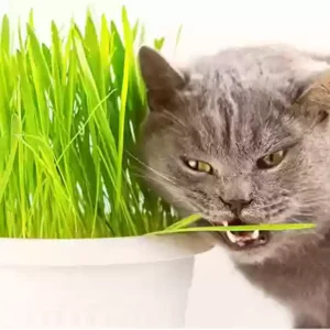 چمن گربه Europet