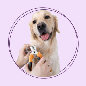 اکسسوری متفرقه