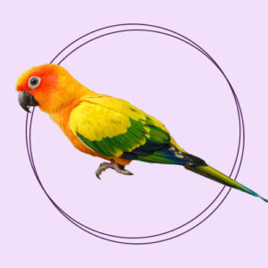 پرنده